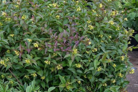 Photo of the entire plant of Northern Bush Honeysuckle (Diervilla lonicera) posted by KatEnns - Garden.org Northern Bush Honeysuckle, Diervilla Lonicera, Understory Trees, Bush Honeysuckle, Native Garden, Photo Location, Native Plants, Brave, Year Old