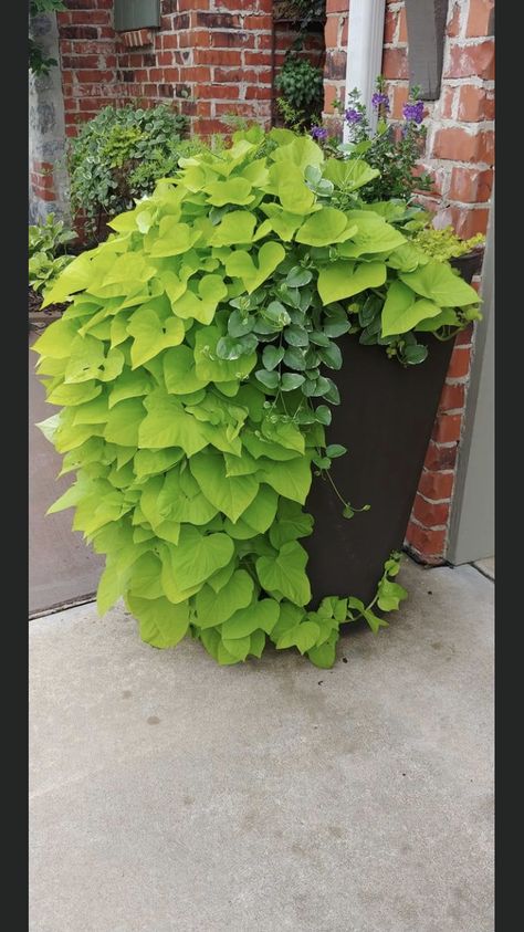 Potato vine Ornamental Sweet Potato Vine, Sweet Potato Vine Planter, Potato Vine Planters, Potting Ideas, Arch Arbor, Door Planter, Sweet Potato Vine, Potato Vines, Potted Plants Outdoor