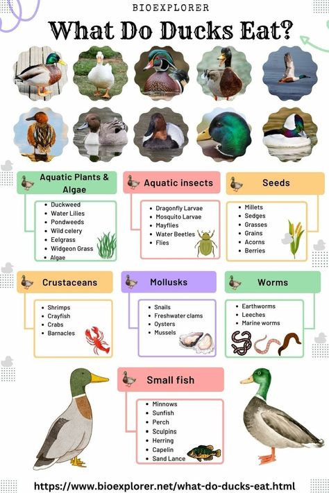 What Do Ducks Eat? – Infographics What Do Ducks Eat, What Can Ducks Eat, Duck Food List, Snacks For Ducks, Food For Ducks, Plants For Ducks, Duck Breeds Chart, Duck Enrichment, Backyard Ducks Habitat