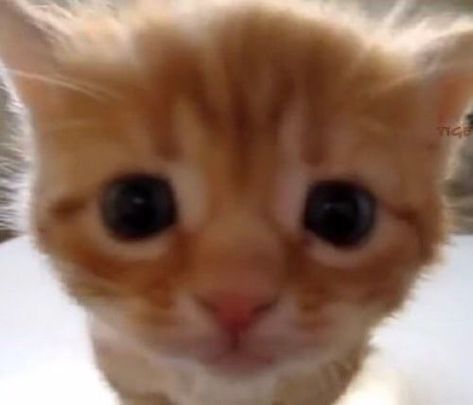 cute white cat sweety cat pink paws kat twitter aesthetic icon pfp cool coquette low quality fluffy soft sweet Cat funny adorable little kitty cursed floof fluff gray cat ginger cat black cat closeup Cat Ginger, Cat Funny, Cat Names, Cat Furniture, White Cat, Ginger, Orange, Funny, Twitter