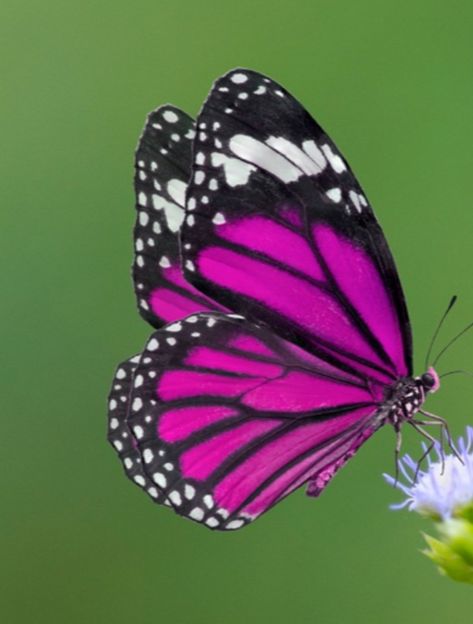 Real Butterfly Pictures, Butterfly Closed Wings, Rainforest Butterfly, Tropical Butterflies, Gorgeous Butterflies, Beautiful Butterfly Pictures, Beautiful Butterfly Photography, Butterfly Art Painting, Butterfly Species