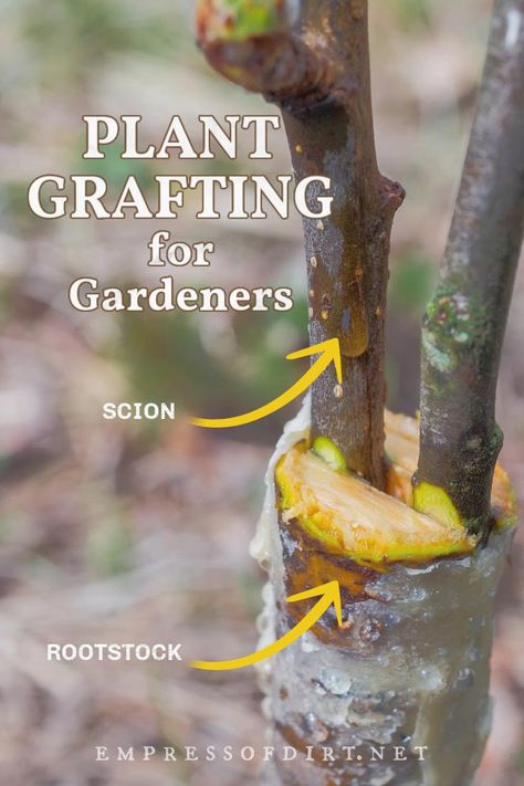 Plant grafting is a plant propagation method dating back thousands of years combining scions (stems) and rootstock to create new plants. Find out how to get started grafting fruit trees and rose bushes for your garden. Fruit Salad Tree, Avocado Plant From Seed, Plant Grafting, Grafting Fruit Trees, Fruit Trees In Containers, Grafting Plants, Avocado Plant, Growing Fruit Trees, Garden Remedies