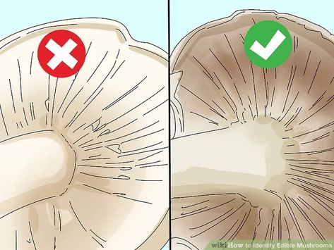 How to Identify Edible Mushrooms (with Pictures) - wikiHow Edible Mushrooms Chart, Medicinal Cooking, Morel Mushroom Hunting, Medicinal Herbs Remedies, Edible Wild Mushrooms, Health Benefits Of Mushrooms, Mushroom Identification, Wild Food Foraging, Foraging Recipes