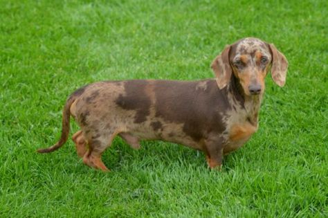 Red Dapple Dachshund, Long Haired Dachshund Colors, Doxies Dachshund, Long Haired Dachshund Dapple, Daschund Coat Pattern, Long Haired Piebald Dachshund, Dachshund Personality, Dachshund Funny Video, Shaded Red Long Haired Dachshund