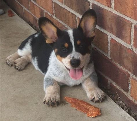 Cowboy corgi is a relatively new designer cross breed of Welsh Corgi and Queensland Heeler aka Australian Cattle dog. They are highly energetic, loyal and intelligent dogs that have the traits of herding as both the parent breeds have been used as shepherd dogs. They are not recognized by any major kennel club. Corgi Blue Heeler, Lost Husband, Blue Heeler Corgi Mix Puppy, Queensland Heeler, Red And Blue Heeler, Corgi Breeds, Cowboy Corgi, Melting Heart, Corgi Facts