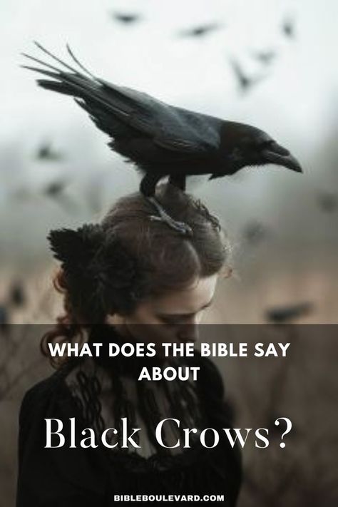 What Does the Bible Say About Black Crows? Black Crows, A Crow, Best Bible Verses, Bible Says, Noah S Ark, The Dove, Black Crow, Crows, The Bible