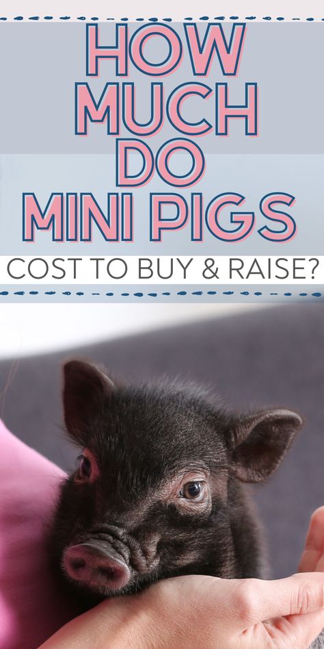 How Much Do Potbelly Pigs Cost- Your Guide to Owning Pigs 1 Mini Potbelly Pigs, Potbelly Pigs, Starting A Farm, Grid Board, Raising Pigs, Pot Belly Pigs, Teacup Pigs, Mini Pigs, Pricing Guide