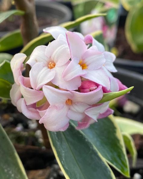 Clusters of fragrant pink flowers burst into late winter and early spring gardens, surrounded by a splay of variegated, evergreen foliage. A favorite of Portland area gardeners, this shade loving shrub is known to be a bit fickle—but ensuring it has excellent drainage can help mitigate most of the issues you might encounter along the way.    Daphne odora ‘Marginata’ (aka Winter Daphne)  • Partial Shade  • Well drained soil  • Deer resistant  • Excellent choice for container planting  • Mature H/ Shade Loving Shrubs, Late Winter, Early Spring, Spring Garden, Container Plants, Portland, Soil, Pink Flowers, Nursery