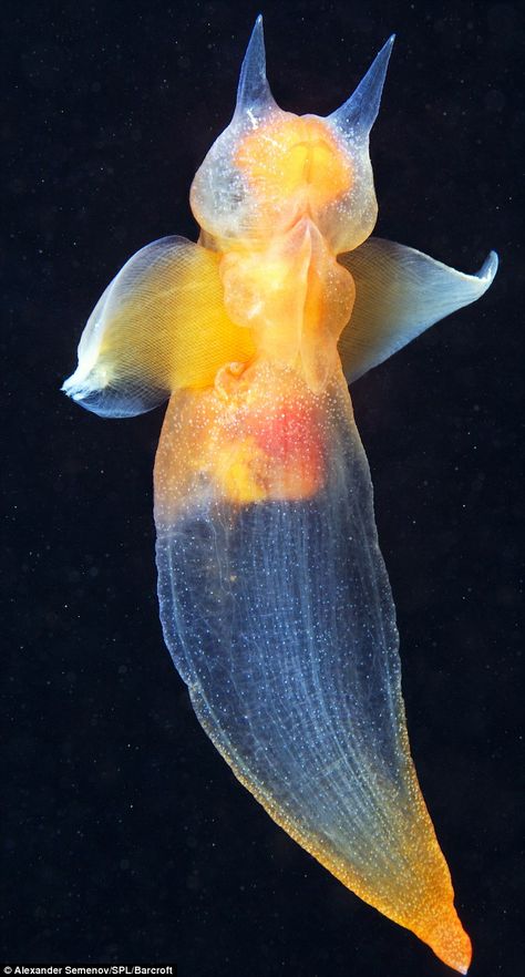 Naked Sea Butterfly found under the White Sea in the Russian Arctic  waters-Russian-Arctic. Sea Butterfly, Sea Angel, Under The Water, Deep Sea Creatures, Beautiful Sea Creatures, Sea Slug, Underwater Creatures, Underwater Life, Water Life