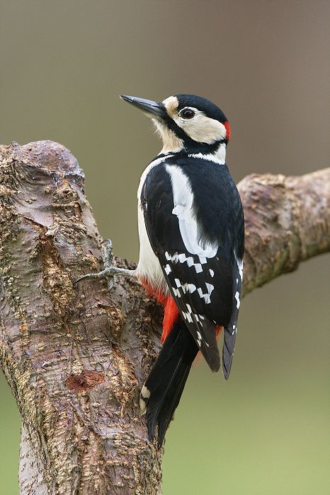 Great Spotted Woodpecker.  Another favourite bird feeder visiter.    Photo by Clive WatsonPhotographed: Location: Surrey, England Great Spotted Woodpecker, Birds Beautiful, Spotted Woodpecker, Woodpeckers, Most Beautiful Birds, British Wildlife, Wildlife Photos, Nature Birds, Backyard Birds