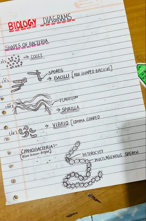 Pls do share the pins and do follow me Bacteria Notes, Biological Classification, Bacteria Shapes, Water Notes, Biology Diagrams, Blue Green Algae, Green Algae, Biology, Blue Green