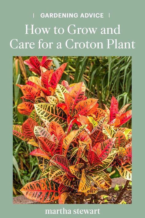 Crotons Plants Landscaping Ideas, Croton Plant Outdoor Landscaping, Croton Plant, Croton Plant Care, Crotons Plants, Grow Gorgeous, Household Plants, Missouri Botanical Garden, Border Plants