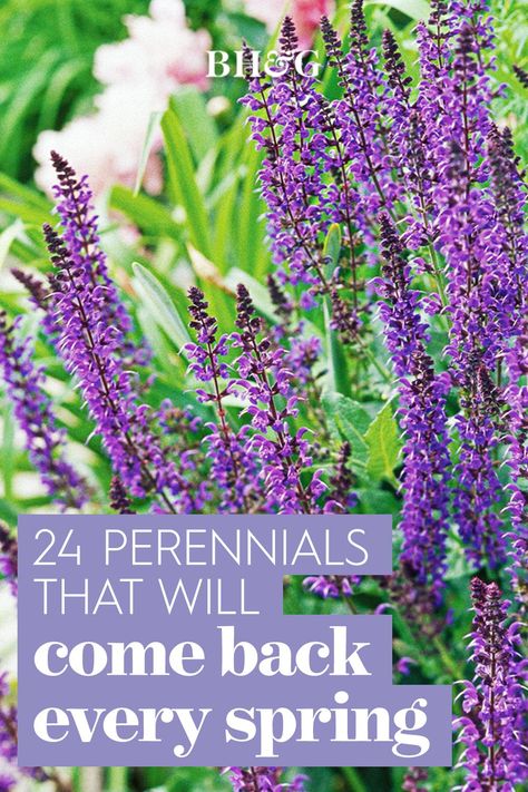 Sage Plants Perennials, Perennial Salvia Plant, May Night Salvia Landscape, Salvias In The Garden, Purple Salvia Perennials, Salvia Companion Plants, Salvia Plant Landscaping, Salvia Perennial, Garden Ideas Ireland