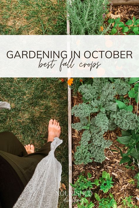 What to Plant in in October: Best Crops for Fall Planting Garlic In Fall, What To Plant In October, Herb Planting, Garlic Planting, Fall Garden Planting, Growing Radishes, Vegetables Growing, Growing Thyme, Growing Parsley