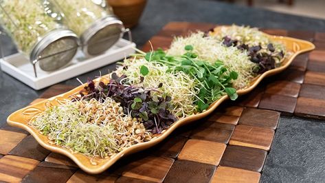 Lentil Sprouts, Red Clover, Fenugreek & Mung Bean – 3ABN Recipes Lentil Sprouts, Basil Drinks, Pickle Soup, Rye Toast, Zucchini Pancakes, Beet Soup, Pie Day, Red Clover, Red Beets