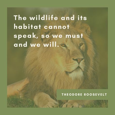 The Reid Park Zoo Expansion Advocacy Group's Theodore Roosevelt quote card. Wildlife Quotes, English Essays, Trip Quotes, Theodore Roosevelt Quotes, Zoo Trip, Nature Quote, Short Meaningful Quotes, Instagram Graphics, Theodore Roosevelt