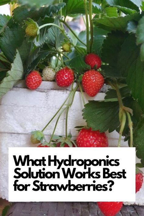 Elevate Your Fruit Harvest with Expert Insights. From nutrient blends to water management, uncover the techniques for thriving strawberry growth in hydroponics. Transform your gardening with sweet and juicy strawberries at your fingertips. Don't wait – explore the solution and cultivate your strawberry dreams like a pro today! IG Photo by: graceful_hydroponics Hydroponic Strawberries, Fruit Harvest, Hydroponic Growing, Growing Strawberries, Water Management, Hydroponics, Like A Pro, How To Grow, Plant Care