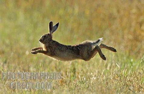 wheat field in Bedfordshire England UK, stock photo Rabbit Jumping, Rabbit Photos, Beautiful Rabbit, Wild Rabbit, Jack Rabbit, British Wildlife, Morning Sun, Woodland Creatures, Animals Images