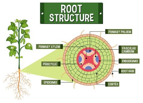 Root Diagram, Root Structure, Cute Animal Drawings, Animal Drawings, Graphic Resources, Vector Free, Drawings, Quick Saves