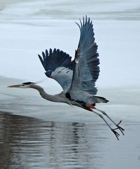 Blue Crane Bird, Heron Drawing, Blue Heron Flying, Heron Photography, Heron Flying, Heron Tattoo, Alton Illinois, Frozen River, Heron Art