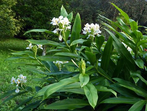 Hedychium coronarium - White Butterfly Flower Hedychium Gardnerianum, Nature Cinematic, Hedychium Coronarium, Night Orchid, Invasive Species, Butterfly Flower, Plant List, White Butterfly, Butterfly Flowers