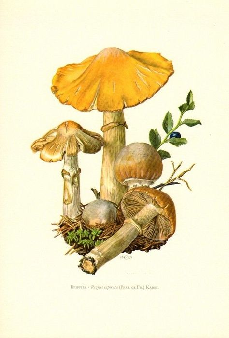 Mushrooms - gypsy mushroom rosites caperata, original vintage lithograph, 1963 Fungi Illustration, Mushroom Pictures, Mushroom Drawing, Illustration Botanique, Vintage Mushroom, Images Vintage, Scientific Illustration, Mushroom Art, Vintage Poster Art