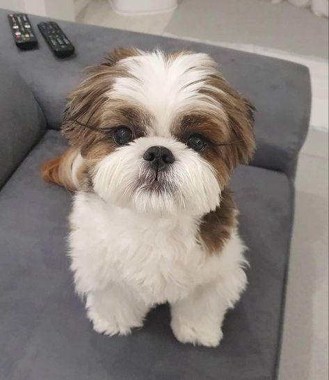 Shitzu Bichon Dog, Short Hair Shih Tzu, Shih Tzu Haircuts Male Teddy Bear, Shiz Tzu Puppy, Shihtzu Haircut Teddy Bears, Male Shih Tzu Grooming Styles, Shizu Dog, Shih Tzu Teddy Bear Haircut, Corte Shitzu