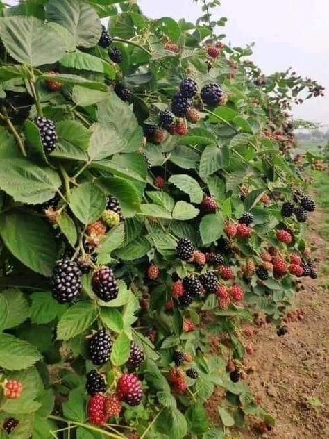 Garden Party Wedding Dress, Gardening Dress, Vegetables Market, Wedding Dress Garden, Fruits And Vegetables Pictures, Mulberry Fruit, How To Freeze Blackberries, Types Of Berries, Front Yard Landscaping Australian