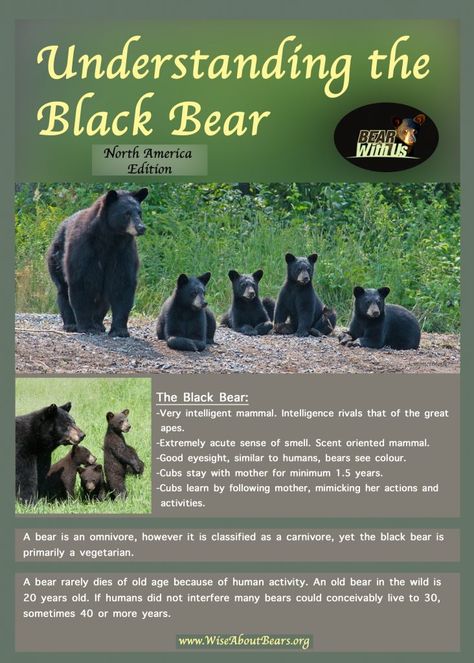 Drawing Bears, Museum Workshop, Black Bear Hunting, Animal Knowledge, Bear Facts, Black Bears Art, Bear Habitat, Bear Safety, Bear Species