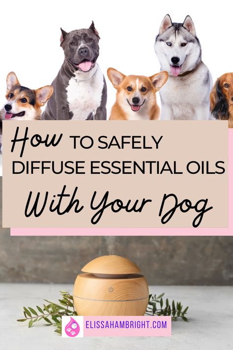 Essential Oils To Avoid With Dogs, Essential Oil Recipes Safe For Dogs, Essential Oil Diffuser Blends Safe For Dogs, Essential Oils For Puppies, Essential Oils Dangerous For Dogs, Diffuser Blends Safe For Dogs, Dog Safe Essential Oils To Diffuse, Essential Oils And Dogs, Essential Oils Safe For Dogs Diffuse