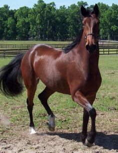 American Standardbred, Standardbred Racing, Orlov Trotter, Standardbred Horse, Heart Horse, Horse Info, Morgan Horse, Harness Racing, Bay Horse