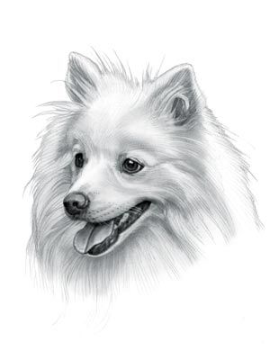 Japanese Spitz Dog German Spitz Tattoo, Keeshond Tattoo, Spitz Dog Drawing, Japanese Spitz Dog, Dog Japanese, Images Victoriennes, Spitz Dog, Dog Portraits Painting, Dog Drawings