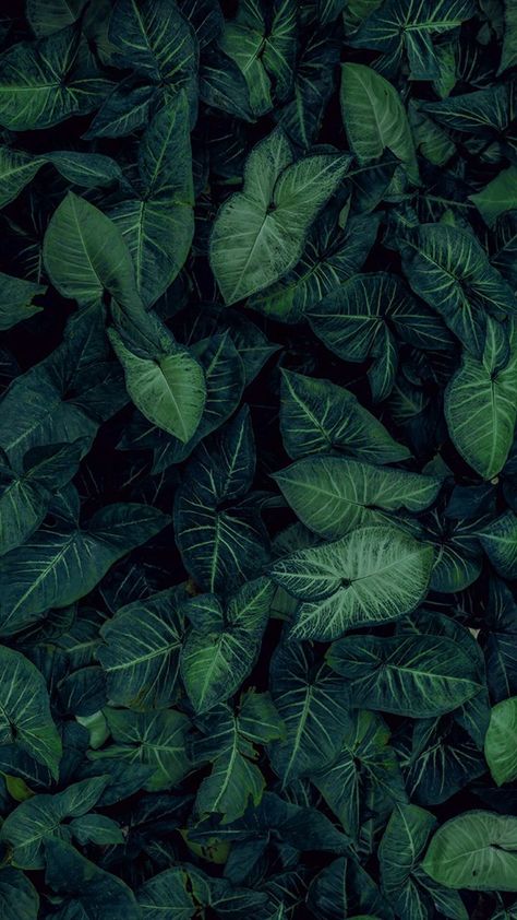 Trendy Plants, Nature Iphone Wallpaper, Plant Background, Green Iphone, Plant Photography, Plant Wallpaper, Plant Aesthetic, Trendy Flowers, Nature Plants