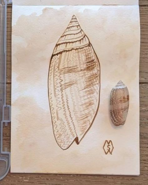 This is my watercolor painting of a lettered olive shell that I found on the beach in Florida. This kind of shell is a species of large predatory sea snail, a marine gastropod mollusk. This painting is part of my Florida Watercolor Collection.   I appreciate your feedback and sharing my art with others. prints/products: https://www.redbubble.com/shop/ap/130814527 . . . #mattstarrfineart #artistic #paintings #artforsale #artist #myart #dailyart #artlover #artwork #artoftheday #gift #giftid... Lettered Olive Shell, Florida Watercolor, Olive Shell, Beach In Florida, Watercolor Collection, Sea Snail, Florida Beaches, Daily Art, Art Day