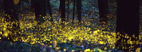 Time-lapse photo of fireflies #FacebookCover Facebook Cover Photos Lights, Forest With Fireflies, Firefly Close Up, The Light Of The Firefly Forest, Fireflies Photography Real, Morgantown Wv, Facebook Background, Time Lapse Photo, Landscaping Around House