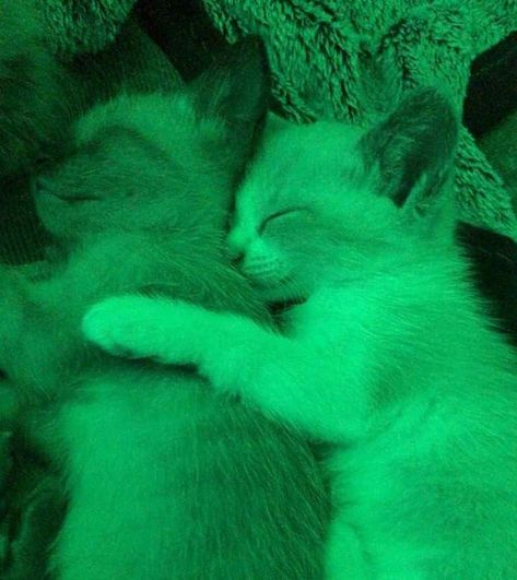 Could Be Us, Dark Green Aesthetic, Slytherin Aesthetic, Green Photo, Green Theme, Ignore Me, Cat Aesthetic, Aesthetic Colors, Green Wallpaper