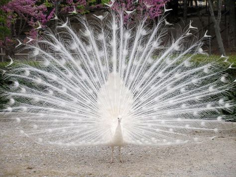 Albino Peacock. CRAZY. Albino Peacock, Male Peacock, Peacock Wallpaper, Wild Animal Wallpaper, Eggs For Sale, Albino Animals, White Peacock, Ice Sculptures, Rare Animals