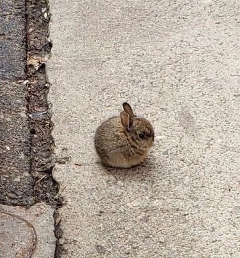 Small Bunny, Cute Bunny Pictures, Ring Case, Cute Small Animals, Super Cute Animals, Pretty Animals, Cute Animals Images, Silly Animals