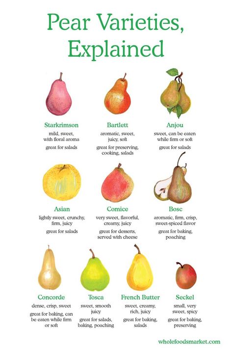 Pear Varieties, Explained // Starkrimson, Bartlett, Anjou, Asian, Comice, Bosc, Concorde, Tosca, French Butter, Seckel // Produce Buying Guide // Whole Foods Market Pear Varieties, Pear Recipes, Food Charts, Food Info, Cooking Basics, Fruit Tart, Whole Foods Market, Food Facts, Fruit And Veg