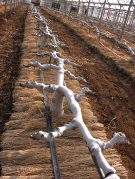 .09 Acres: Espalier Fig or Stepover? Arbor Sculpture, Veg Gardens, Fig Tree Plant, Espalier Fruit Trees, Fig Trees, Potager Garden, Permaculture Gardening, Garden Veggies, Veg Garden