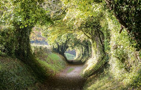 Britain’s beautiful green lanes: The charming remnants of leafier times, untouched by the modern world Tunnel Of Trees, Country Life Magazine, Ancient Kings, Tree Tunnel, British Country, British Countryside, New Environment, Village Life, Baby Owls