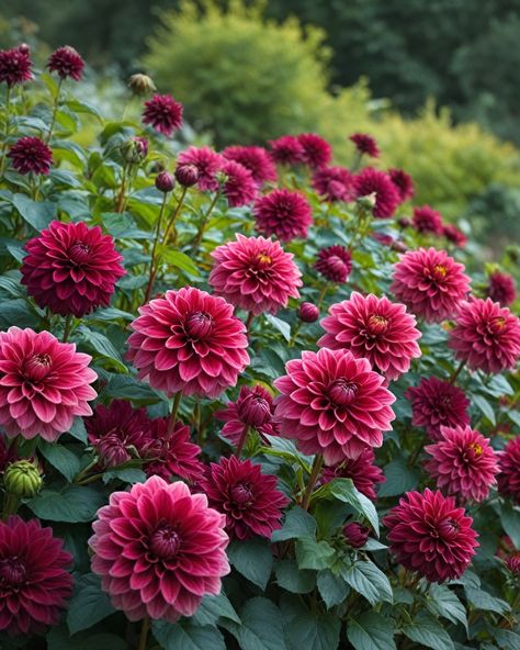 11 Best Dahlia Varieties Maroon Dahlia, Dahlia Diva, Pink Dahlia Bouquet, Dalia Flower, Dahlia Farm, Dahlia Varieties, Peony Leaves, Dahlia Garden, Boston Garden