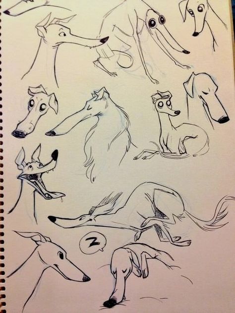 Greyhound Drawing, Milo Dinosaur, Whippet Art, Sighthound Art, Sight Hounds, Greyhound Adoption, Dog Day Afternoon, Greyhound Art, Whippet Dog