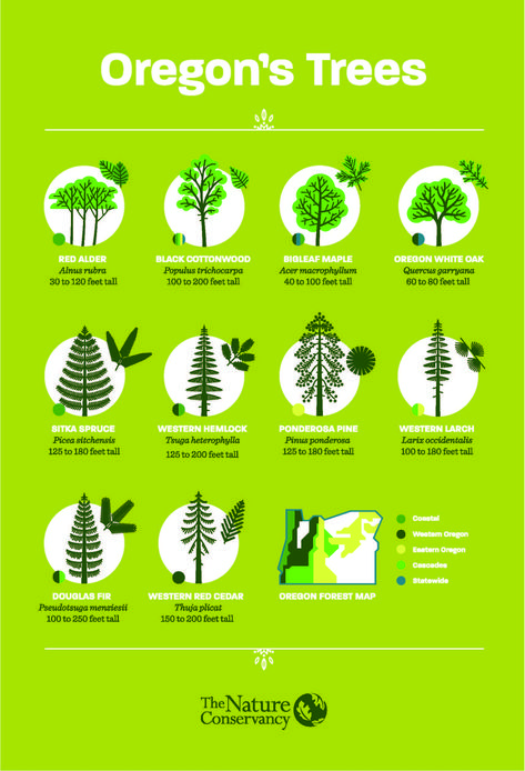 Pnw Trees, Pnw House, Oregon Gardening, Identify Trees, Tree Unit, Oregon Trees, Oregon Forest, Forest Map, Tree Identification