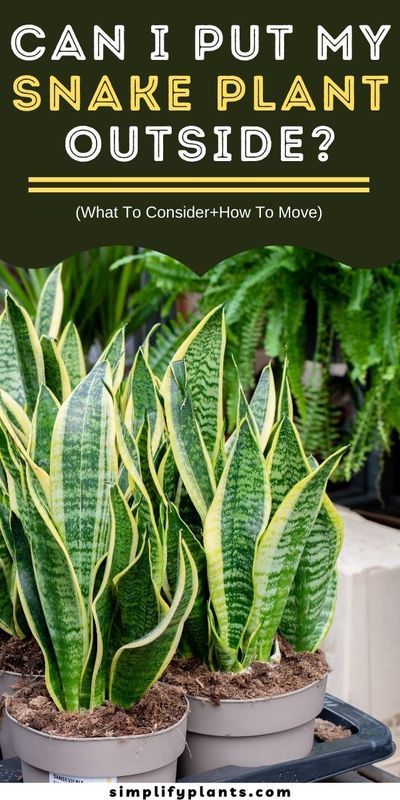 Variegated Snake Plant, Snake Plant Indoor, Grow Turmeric, Sansevieria Laurentii, Snake Plant Care, Snake Plants, Plant Problems, Plant Supports, Snake Plant