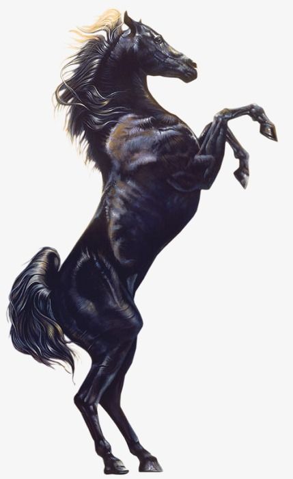 Arabian Horse Art, Horse Art Drawing, Painted Horses, Horse Sketch, Beautiful Arabian Horses, Horse Artwork, Horse Wallpaper, Equestrian Art, Horse Tattoo