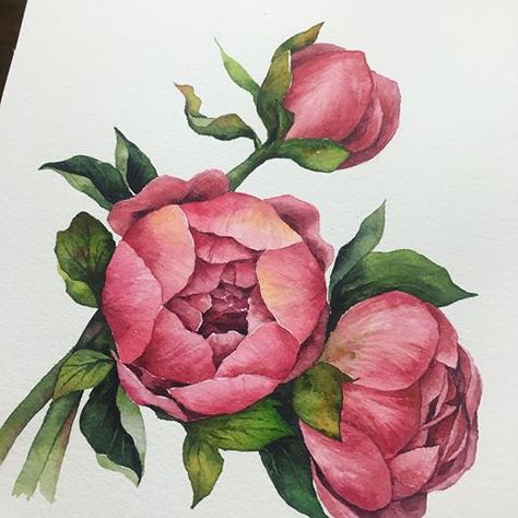 Watercolor Blog, Acrylic Art Projects, Chinese Art Painting, Lotus Art, Peony Painting, Flower Sketches, Watercolor Painting Techniques, Watercolor Flowers Paintings, Botanical Drawings