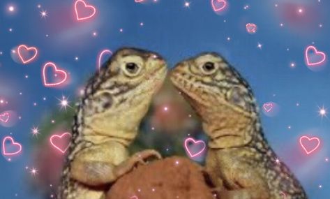 Really cute lizards kissing Lizard Kiss, Lizard Names, Cute Lizard, Lizards, Heart Tattoo, Gecko, Cute Doodles, Live Action, Reptiles