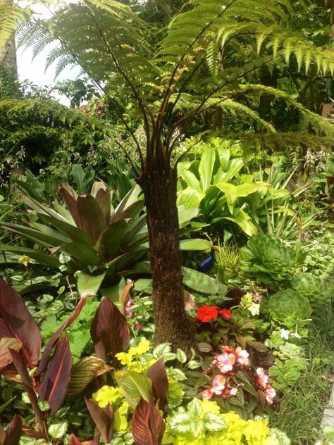 A young Punga ( tree Fern ) planted for future shade over the terrace, 2014 Punga Tree, Steps Garden, Pergola Decorations, Roof Ceiling, Tree Fern, Pergola Attached To House, Metal Pergola, Pergola Garden, Diy Shades