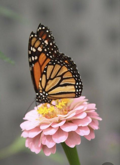 Butterfly On Flower Photography, Bugs On Flowers, Butterflies On Flowers, Butterfly On Flowers, Butterfly On A Flower, Stain Art, Butterfly On Flower, Beautiful Butterfly Photography, Butterfly And Flower